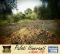 /album/maggio-il-mese-delle-rinascite-carpino-fg-/p5040010-jpg1/