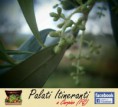 /album/maggio-il-mese-delle-rinascite-carpino-fg-/p5040058-jpg/