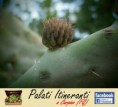 /album/maggio-il-mese-delle-rinascite-carpino-fg-/p5040059-jpg1/